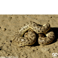 گونه کور مار تارتاری Tatar Sand Boa